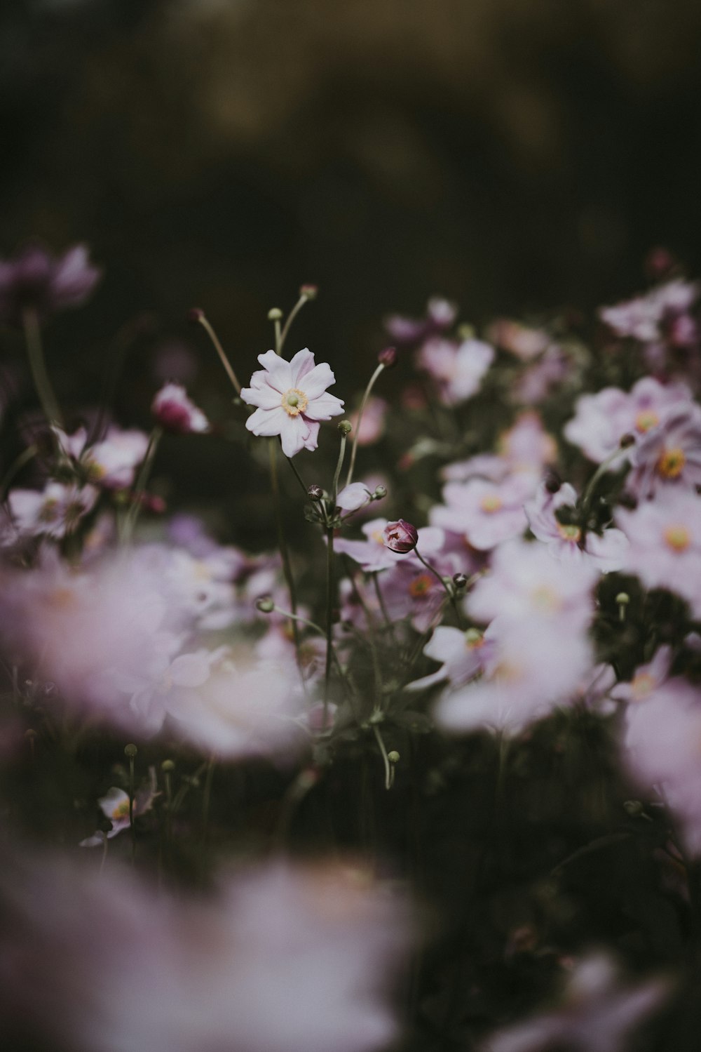 selective focus photography of pink petaled flower