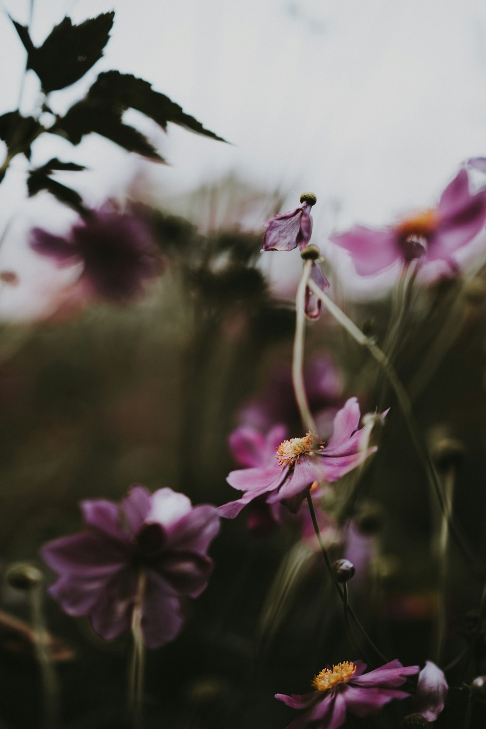 close-up photo of pink petaled flower