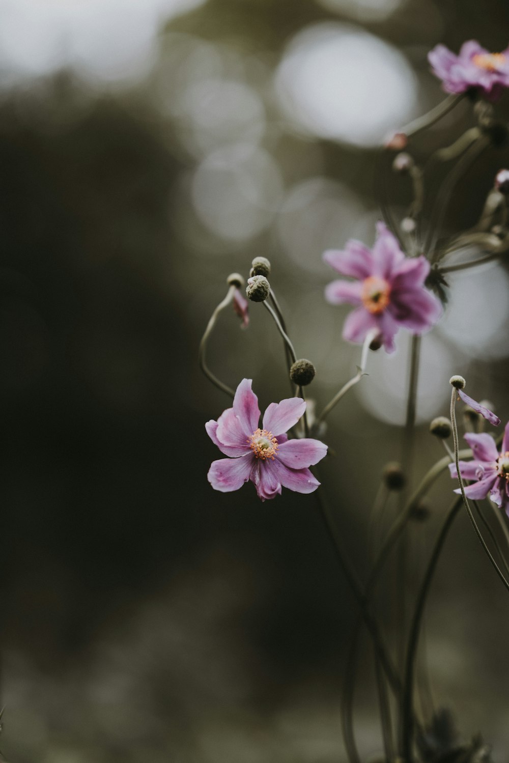 selective focus photography of purple petaled flowers