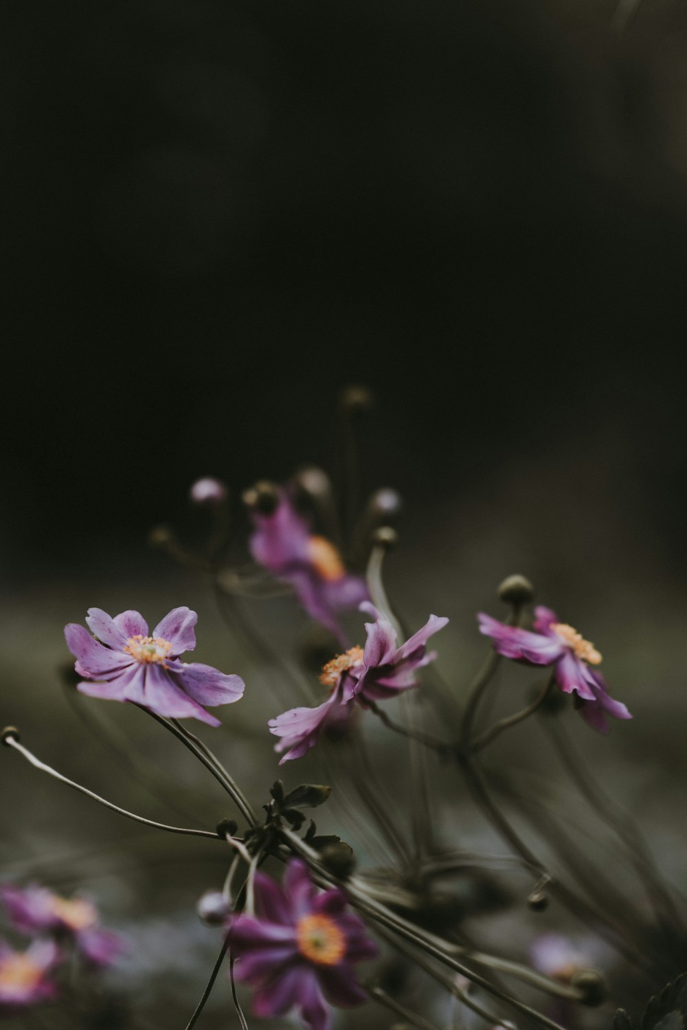 selective focus photography of purple petaled flowers