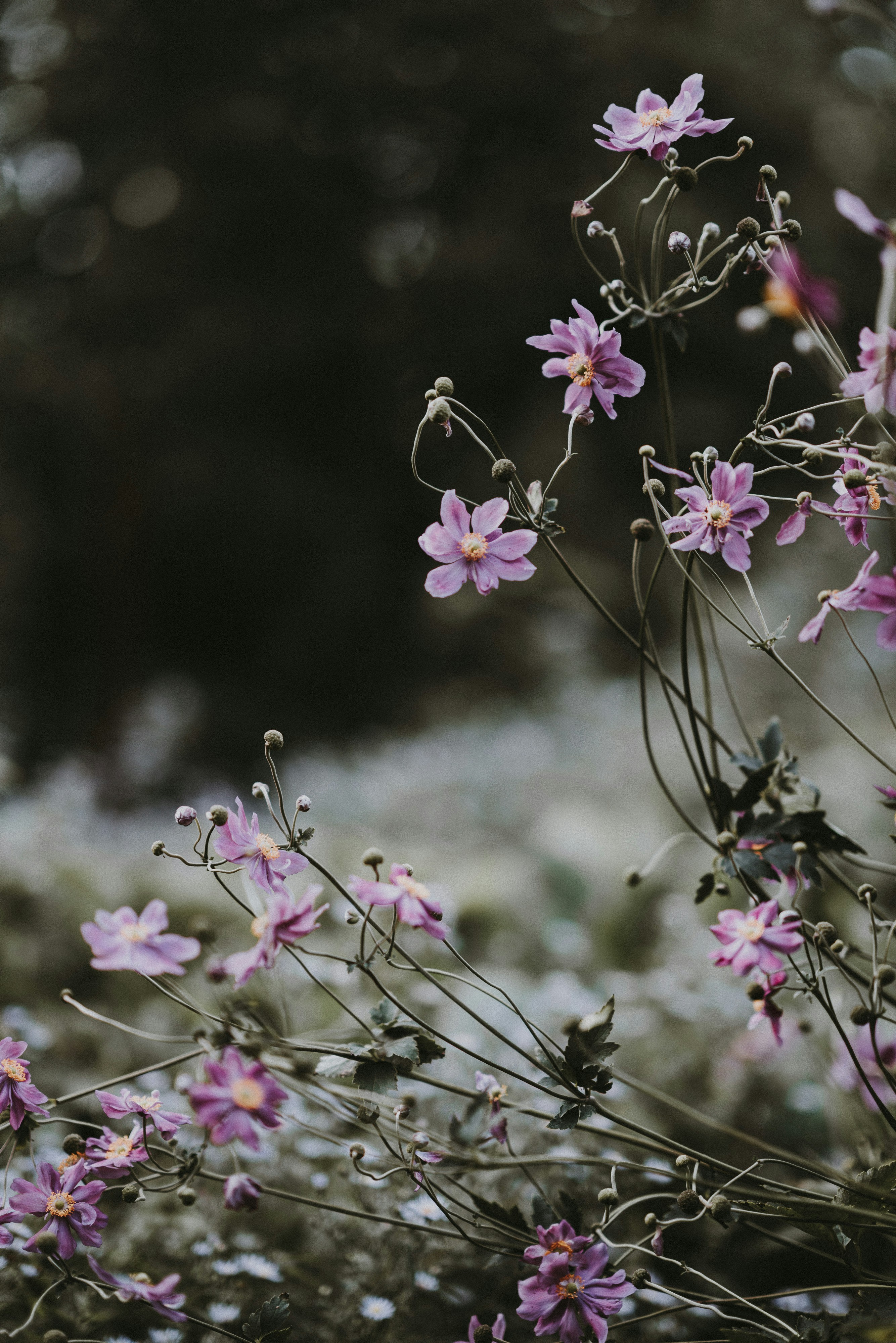 Photo by anniespratt