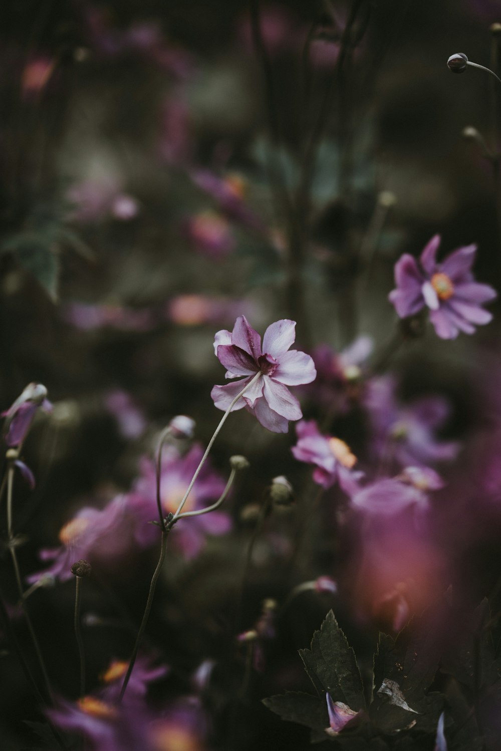 selective focus photography of purple petaled flowers