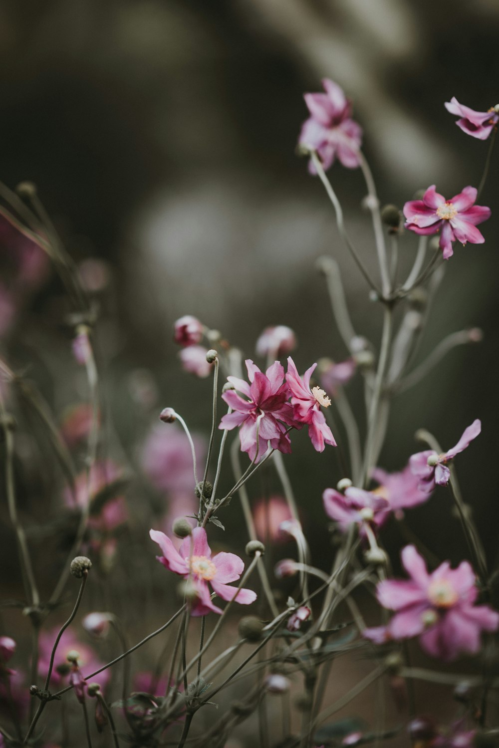 Fotografia a fuoco selettivo di fiori dai petali rosa