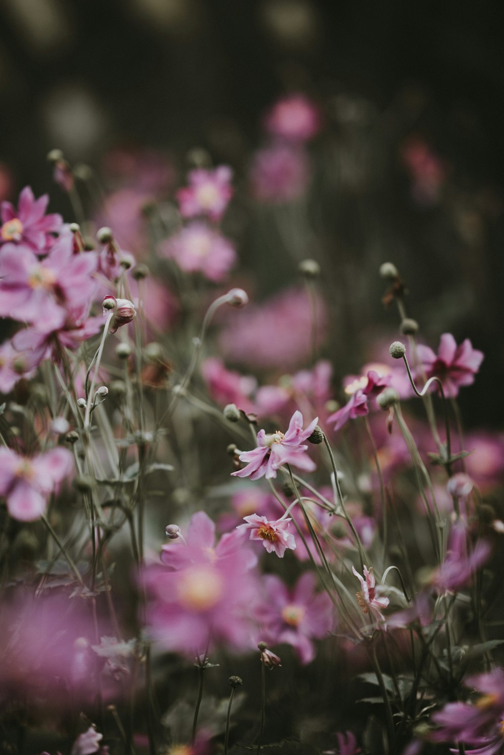 purple flowers