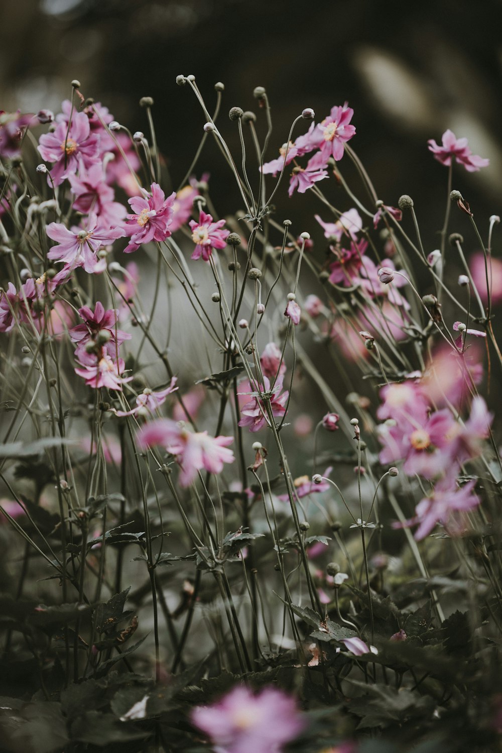 shallow focus of pink flowers