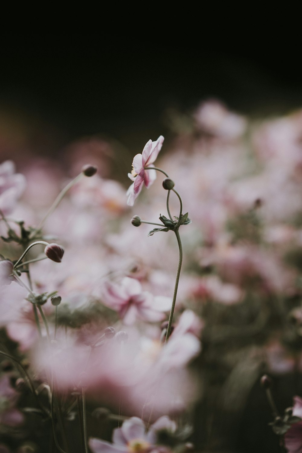 shallow focus photography of pink flower