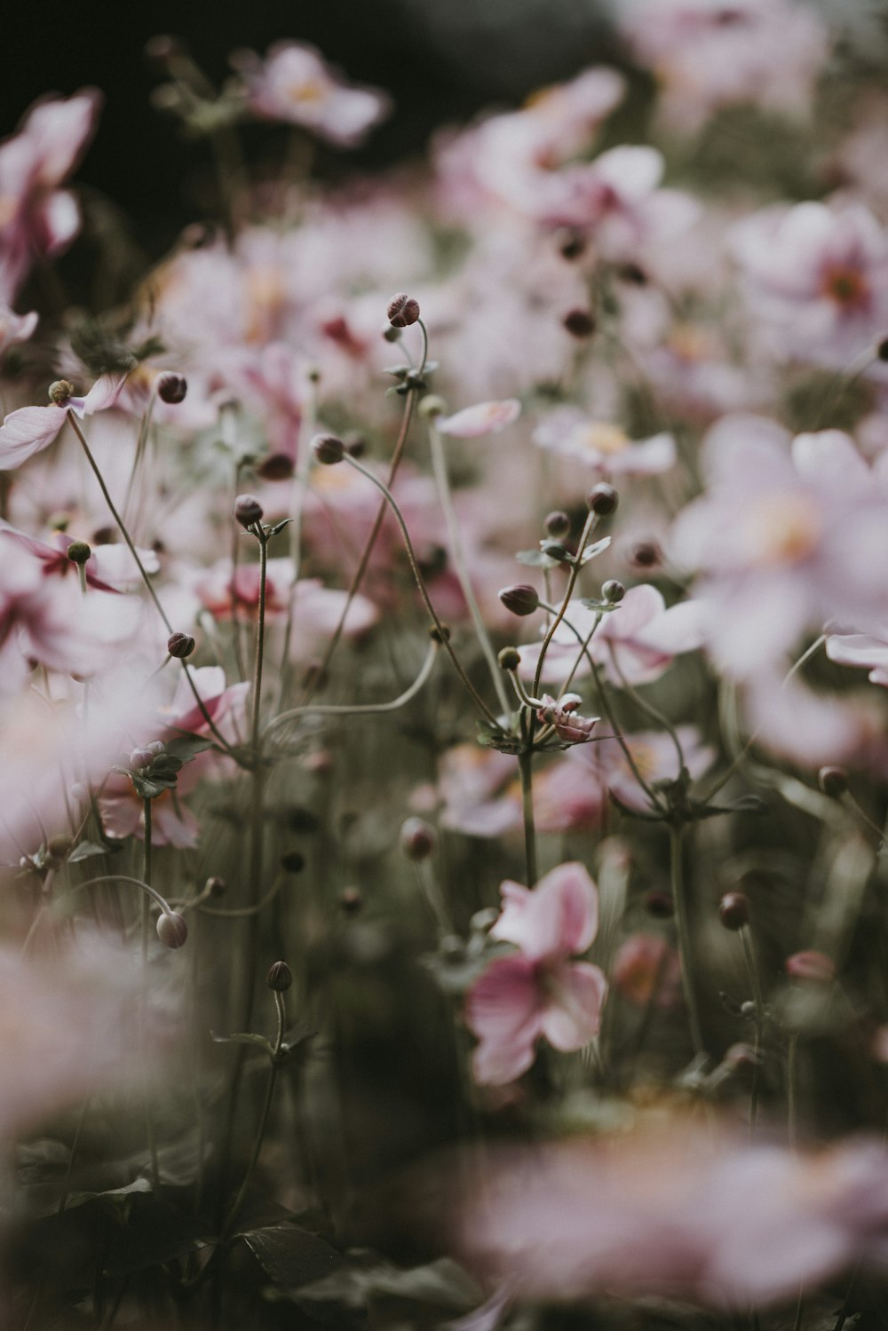 pink flowering plant