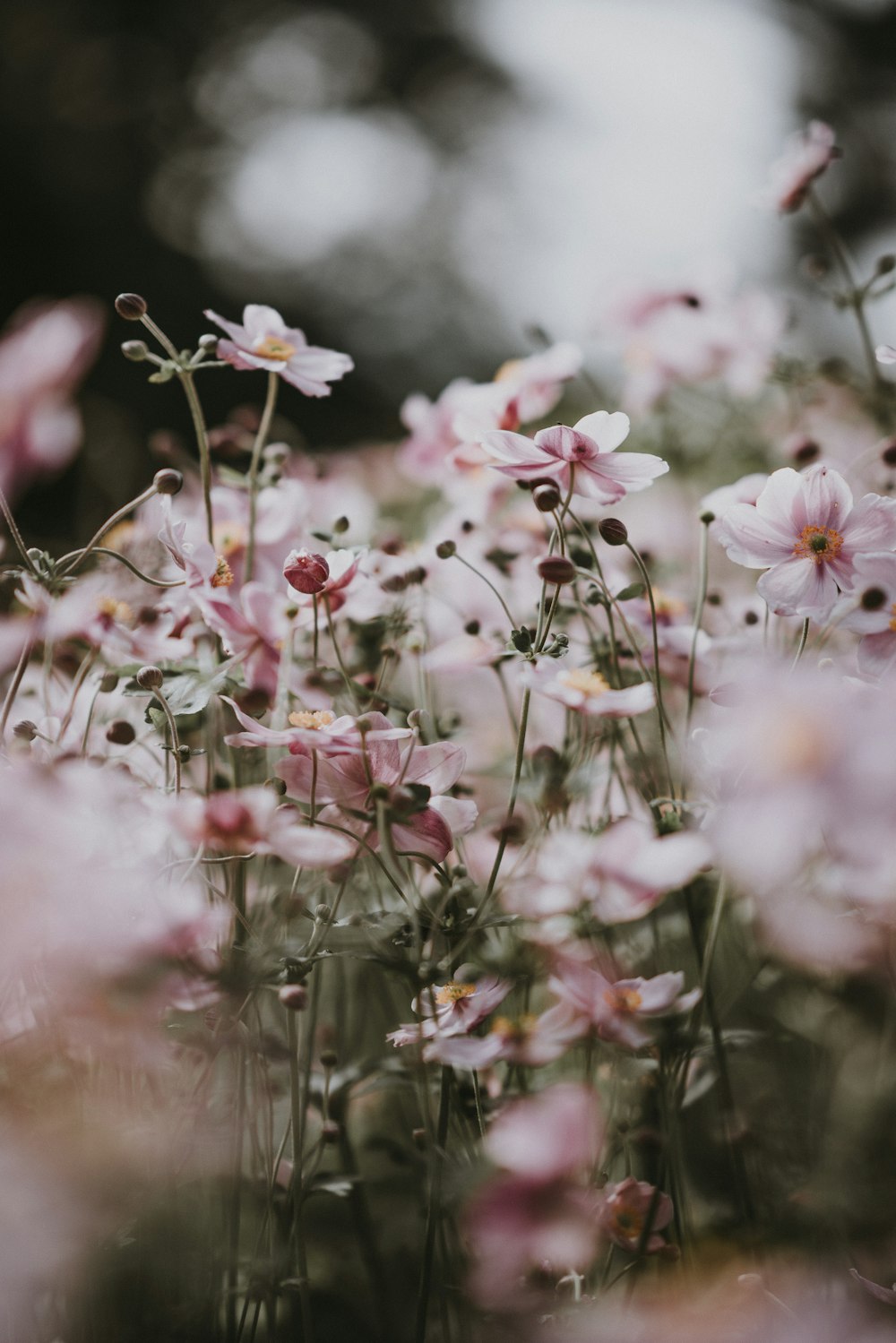 flores cor-de-rosa