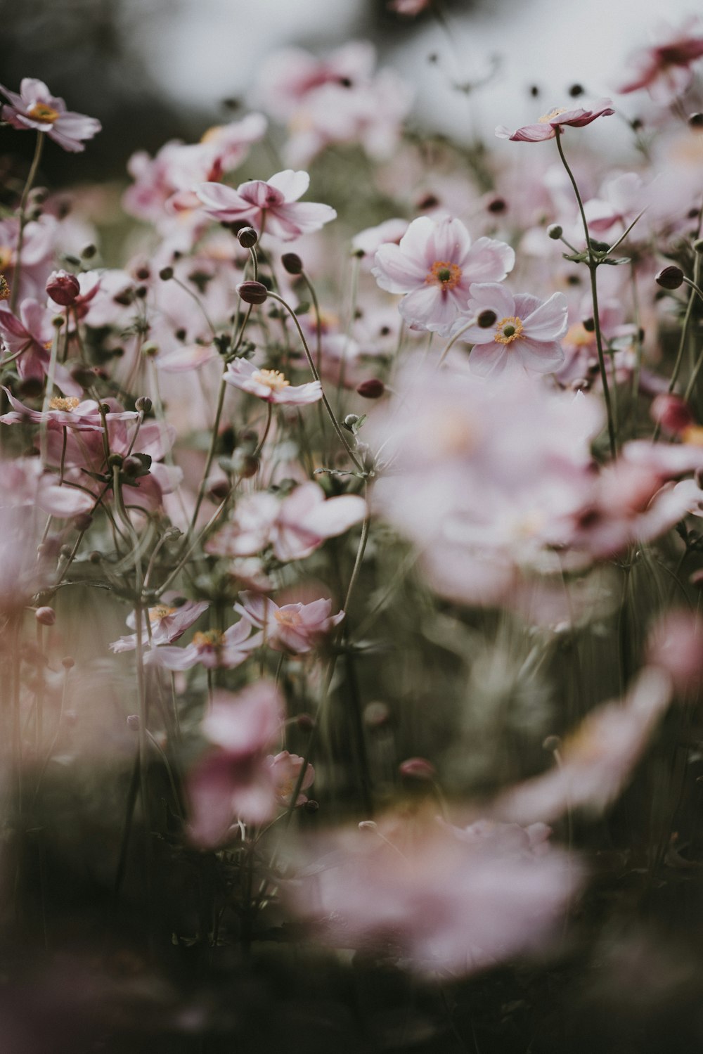 fotografia de closeup de flores de pétalas cor-de-rosa
