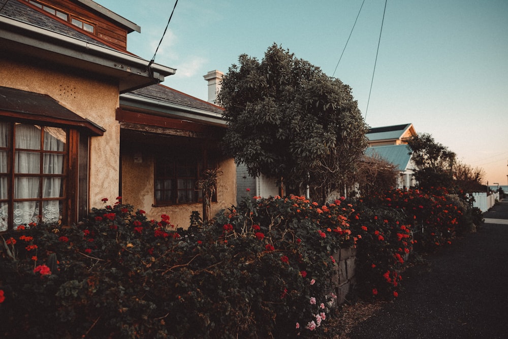 brown concrete houses with flowers