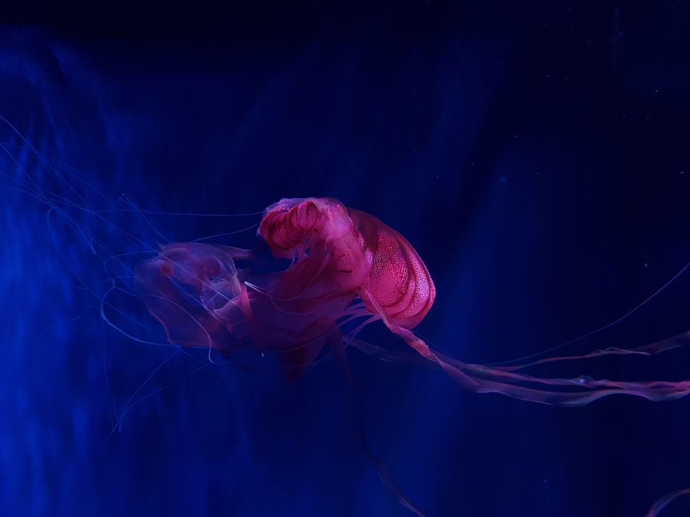 Foto subaquática de águas-vivas