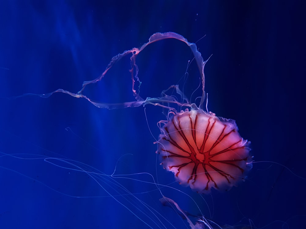 white and red jellyfish