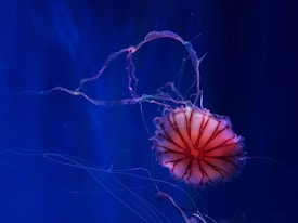 A vibrant red jellyfish with long, flowing tentacles is set against a deep blue underwater background. The jellyfish's translucent body displays intricate patterns, highlighted by the ambient light of the ocean depths.