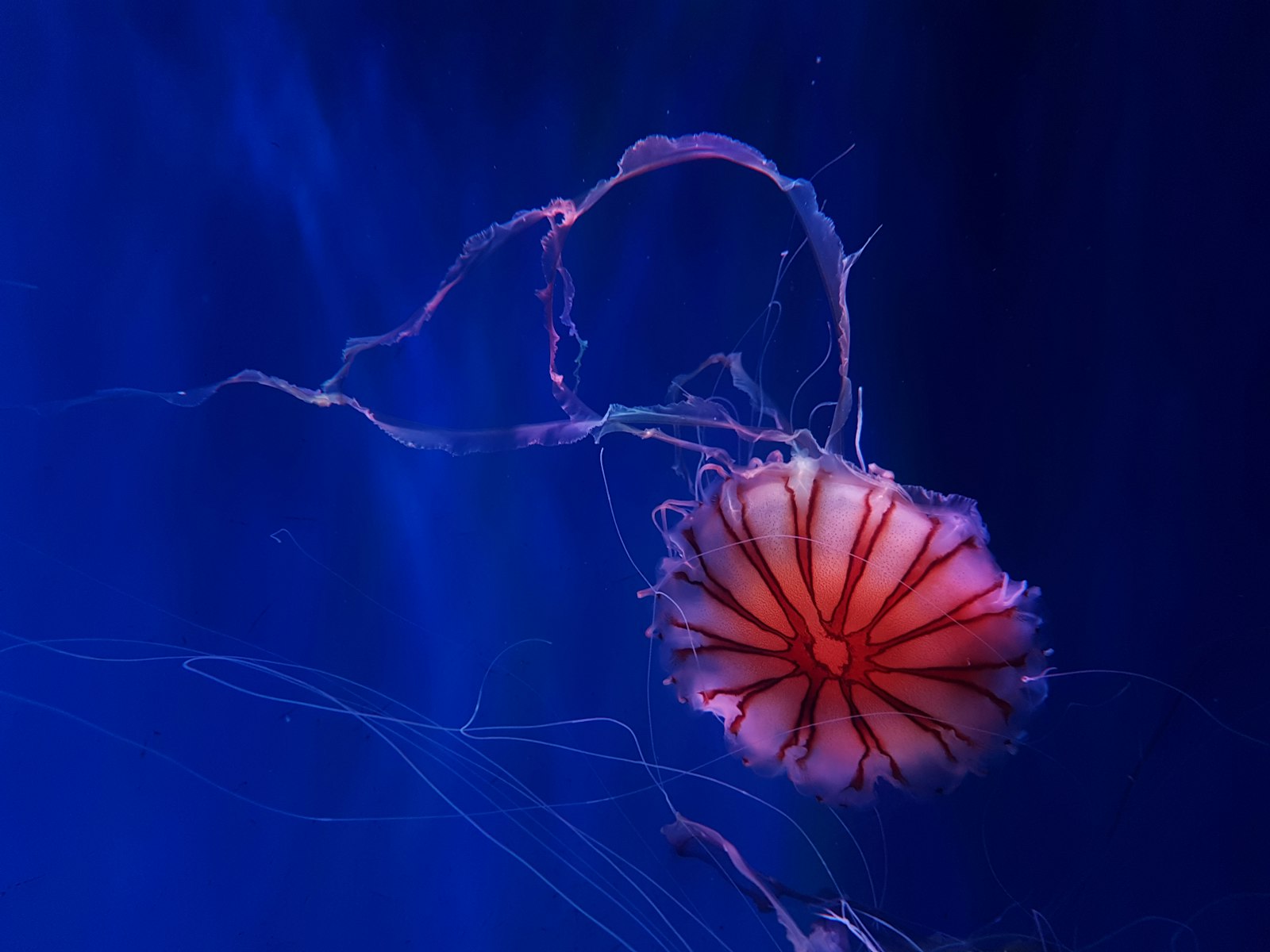 Samsung Galaxy S7 sample photo. White and red jellyfish photography