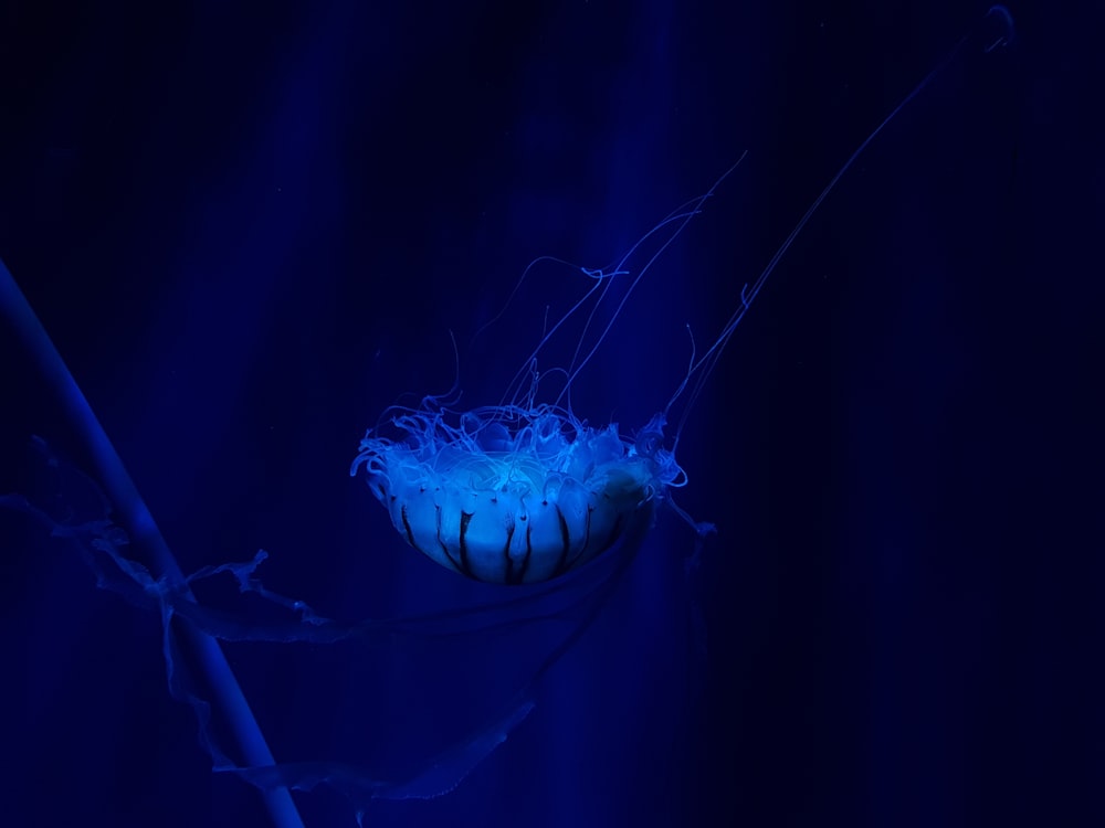 jellyfish underwater