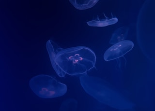 group of jellyfish wallpaper