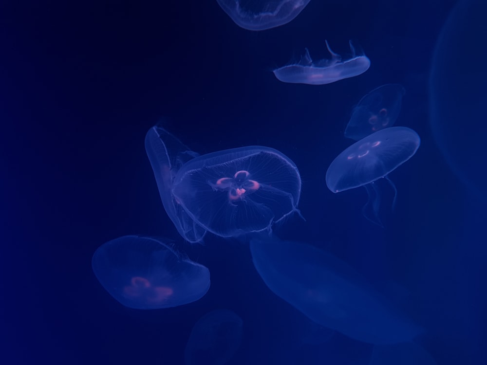 group of jellyfish wallpaper