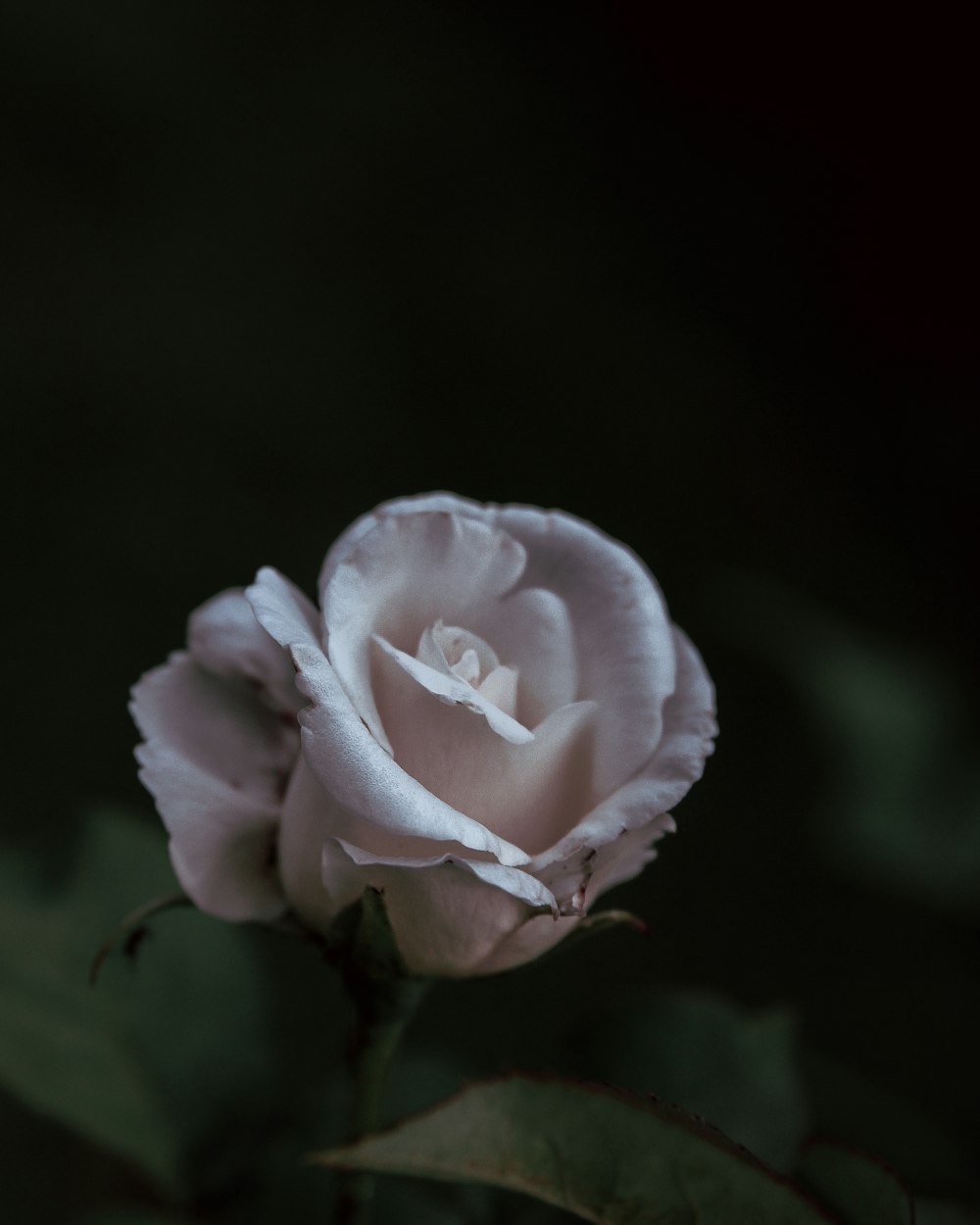 close-up photography of white rose flower