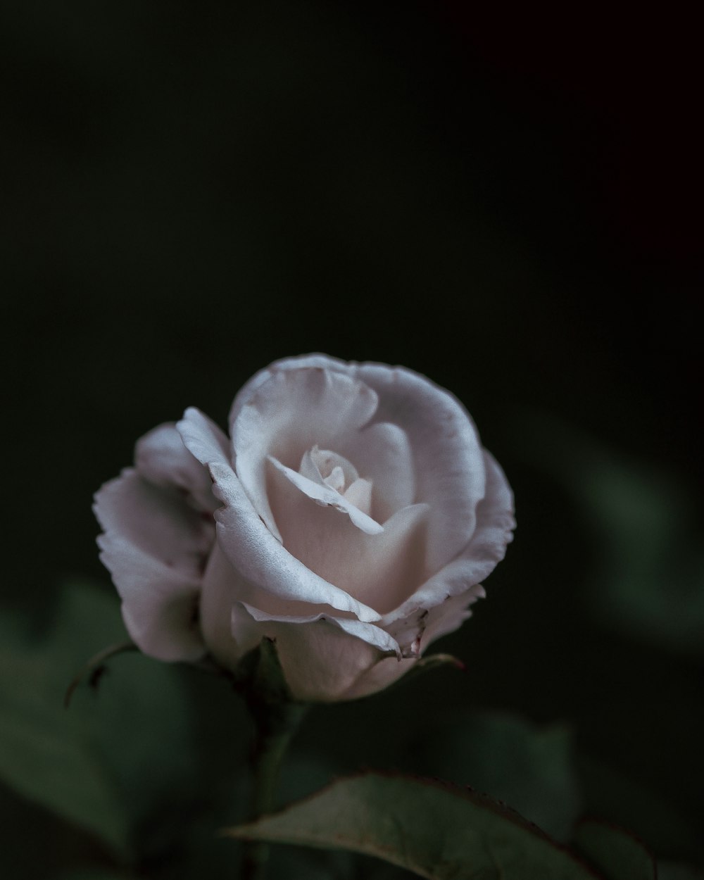 Fotografía de primer plano de la flor de rosa blanca