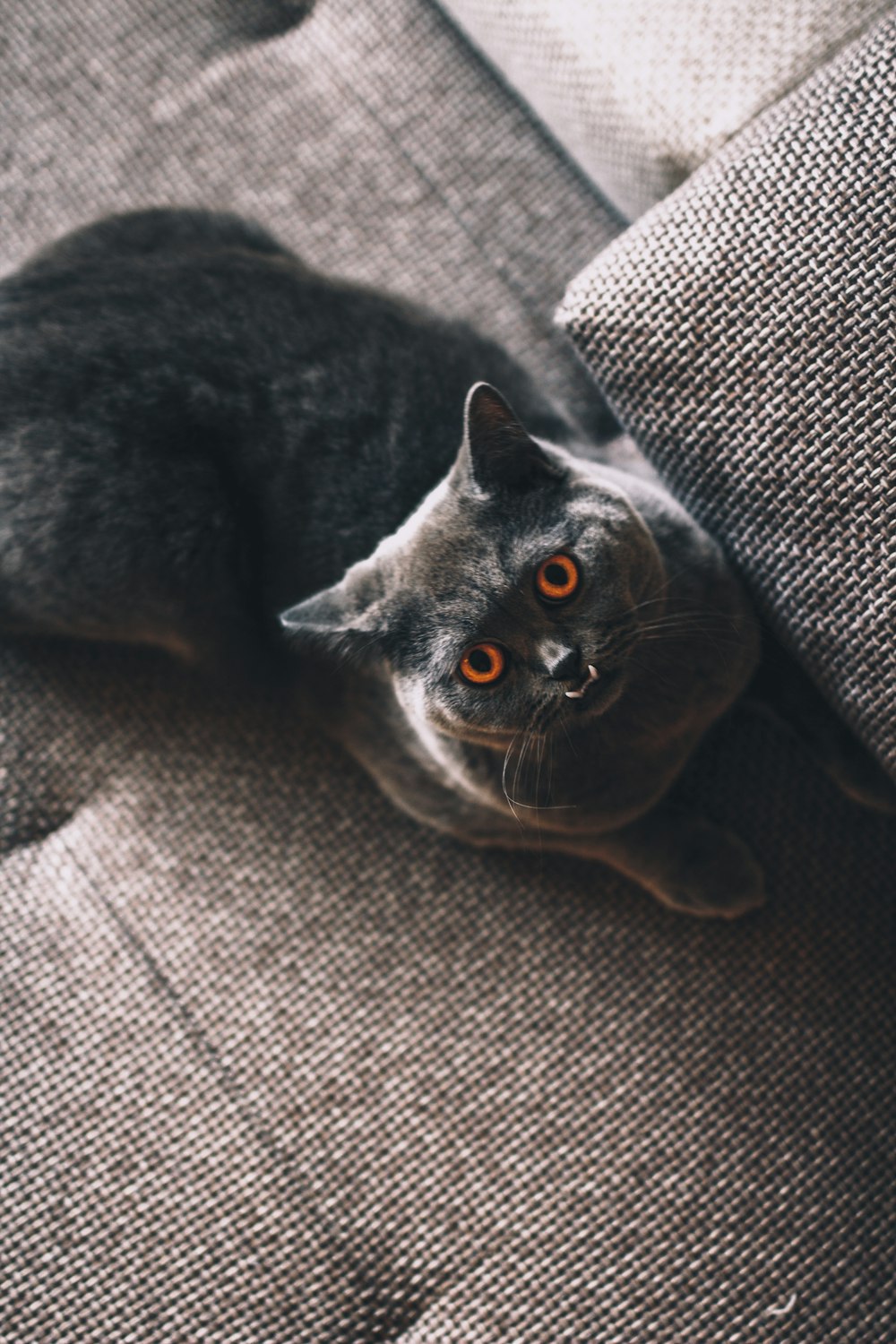 short-coated black cat on gray fabric seat