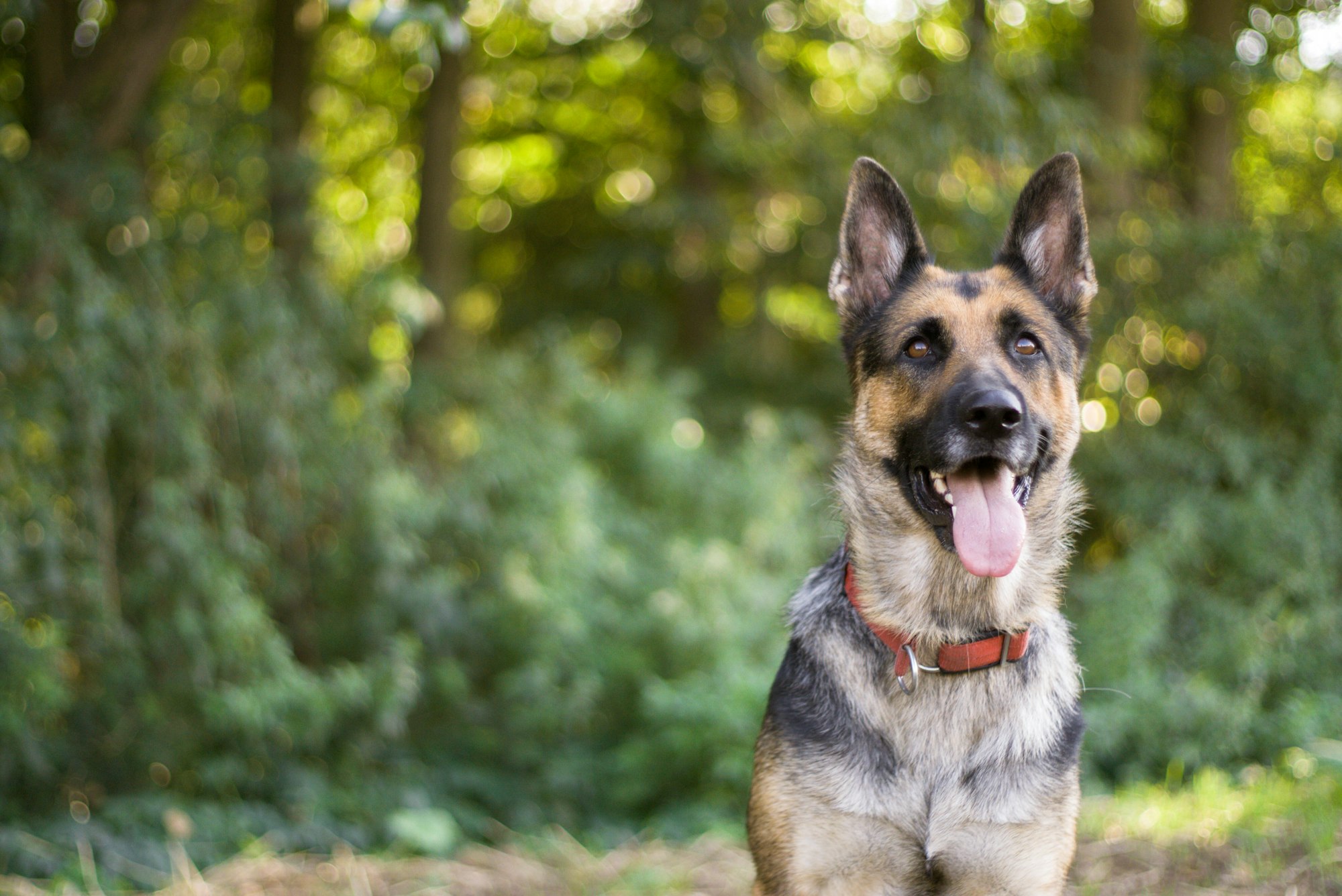 Interesting german shepherd facts