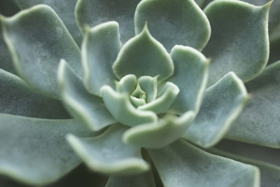 Mini succulent garden