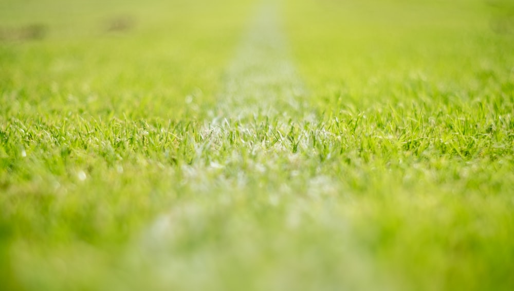 depth of field photography of grass
