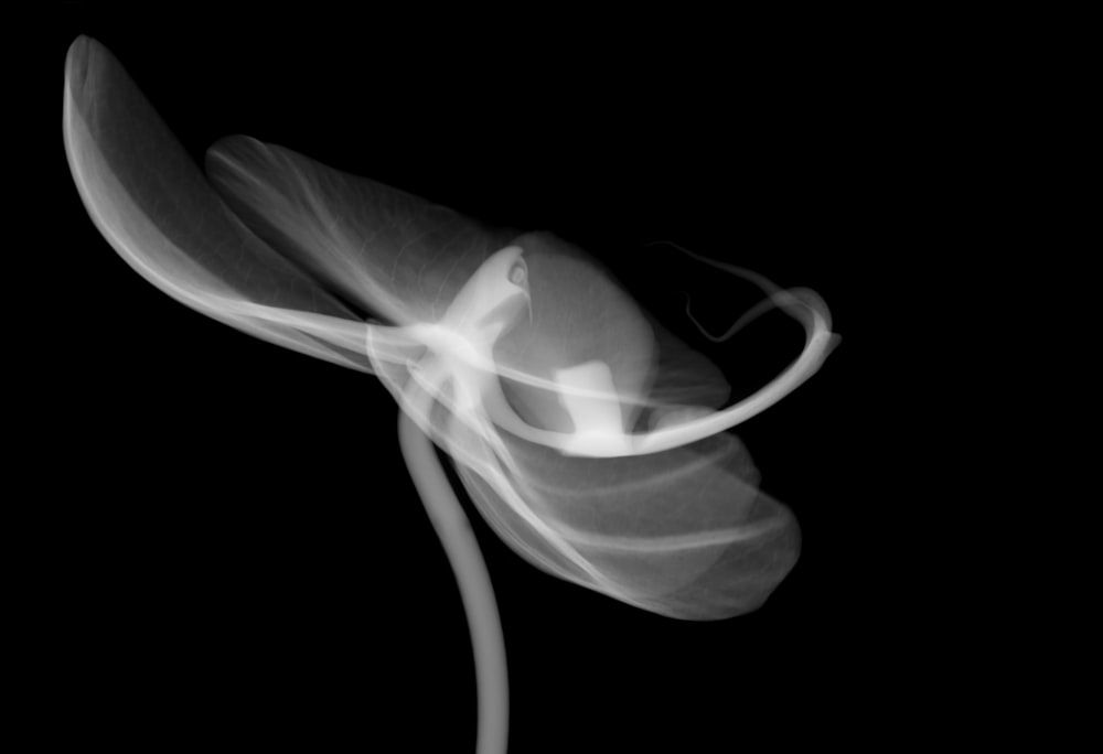 a black and white photo of a flower