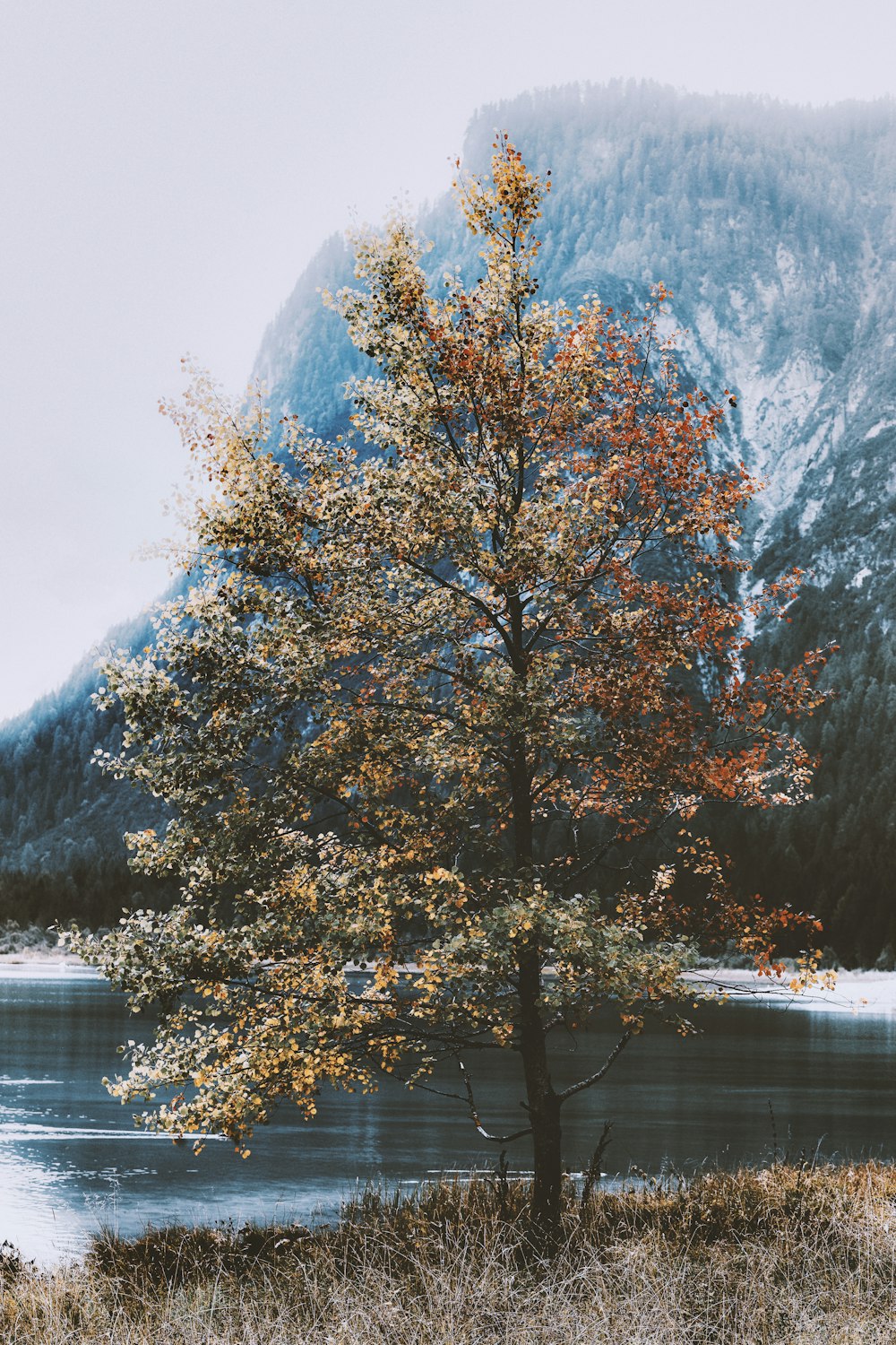 green leafed tree