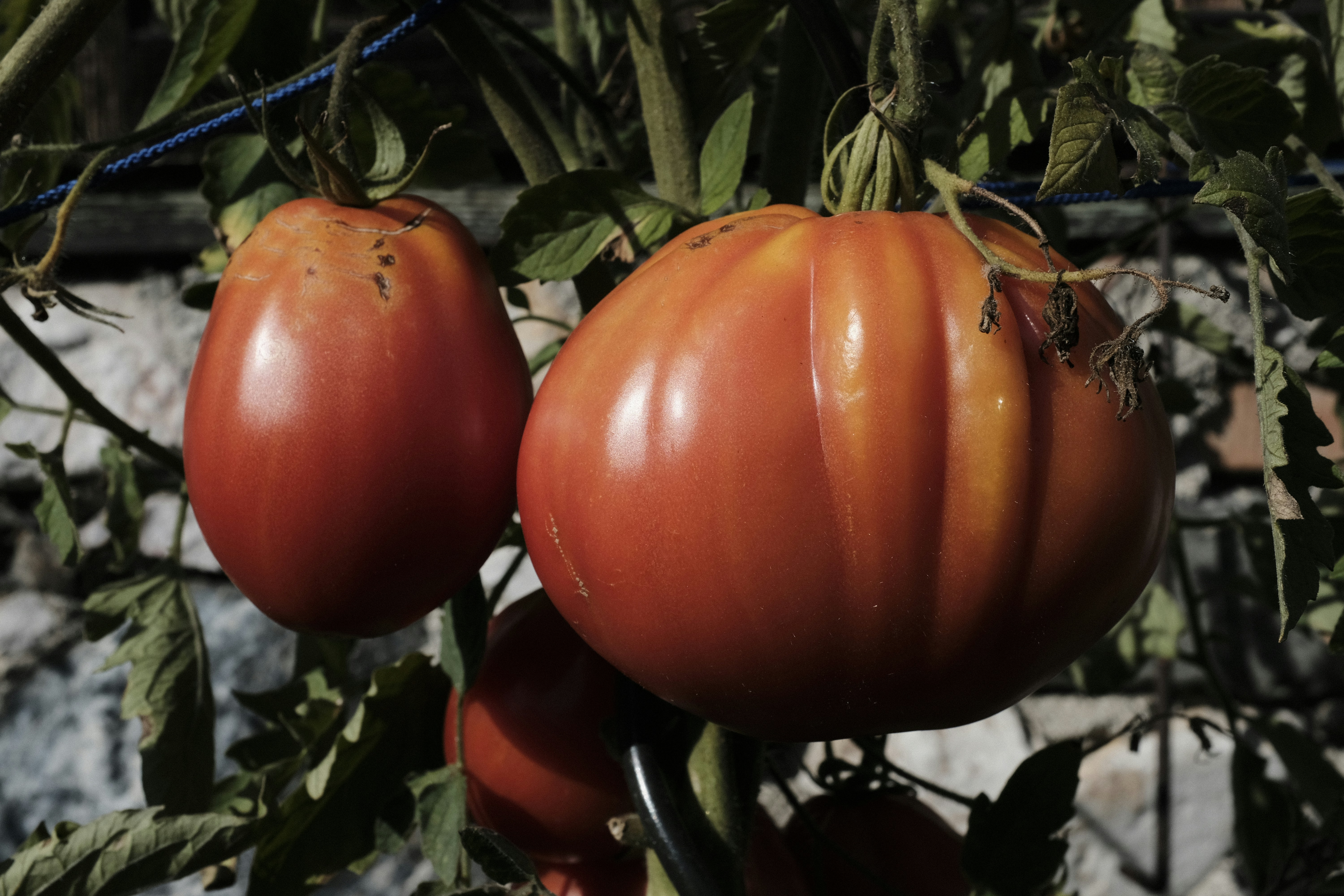 Organic Tomato Seeds