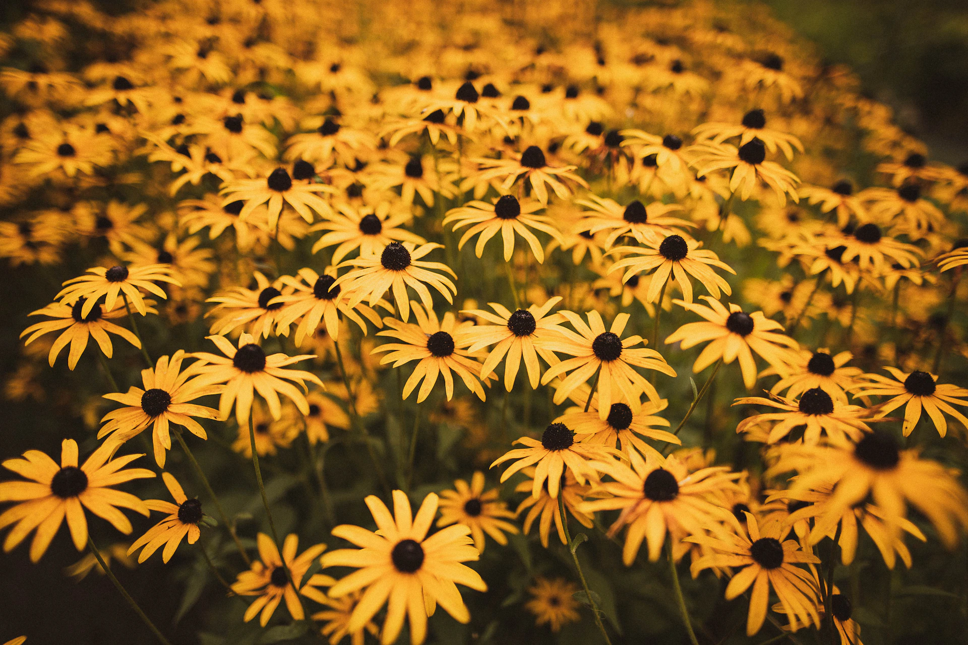 selective focus of bed of yellow flowers