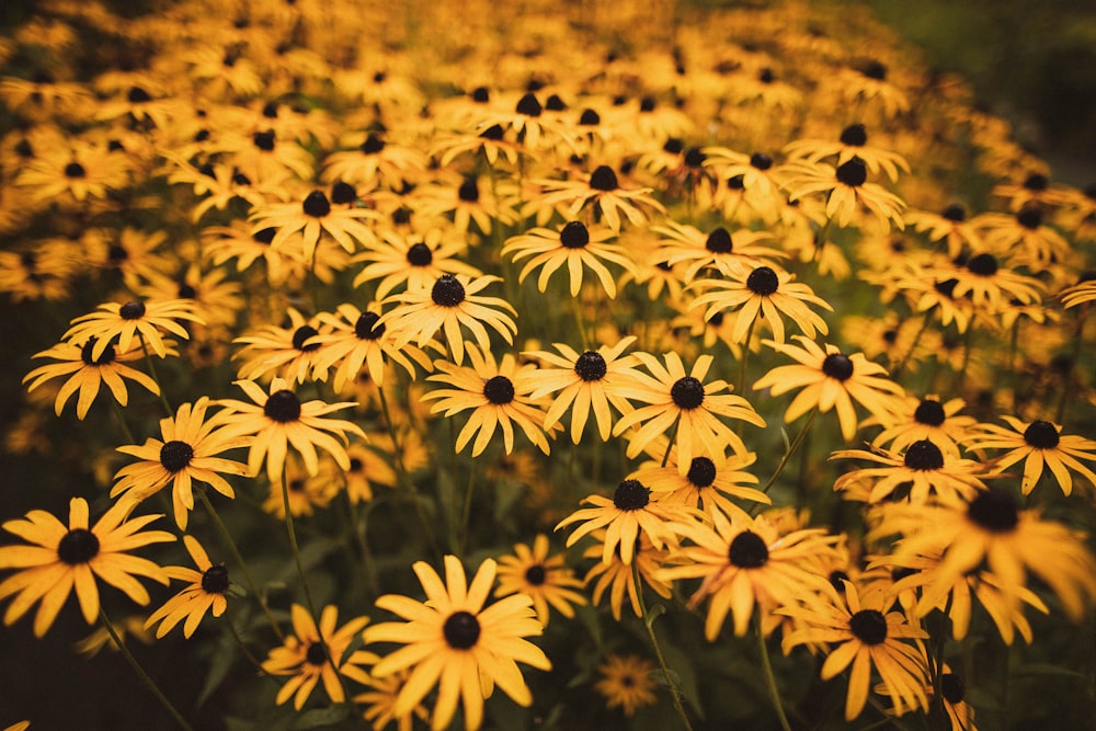 selective focus of bed of yellow flowers