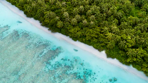 aerial view of seashore near forest during daytime
