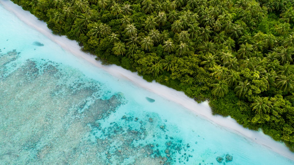 aerial view of seashore near forest during daytime