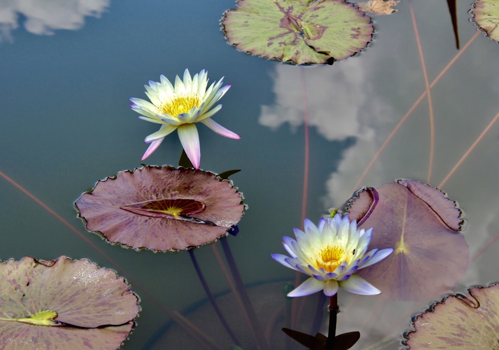 closeup photo of white and purple lotus flowers