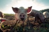 white pig