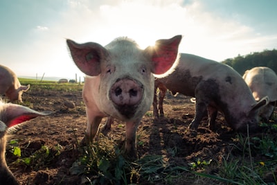 white pig