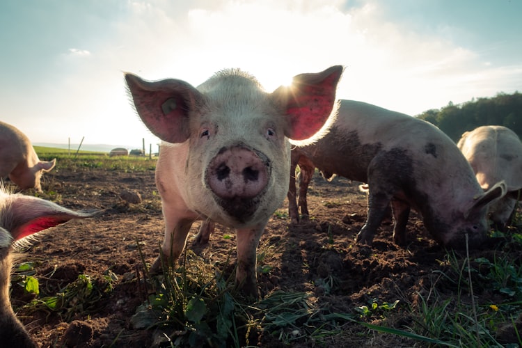 The Pig King’s Coronation