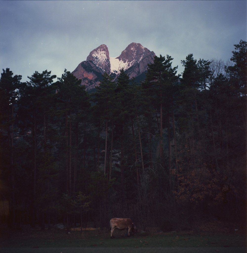 brown and white cow on green grass