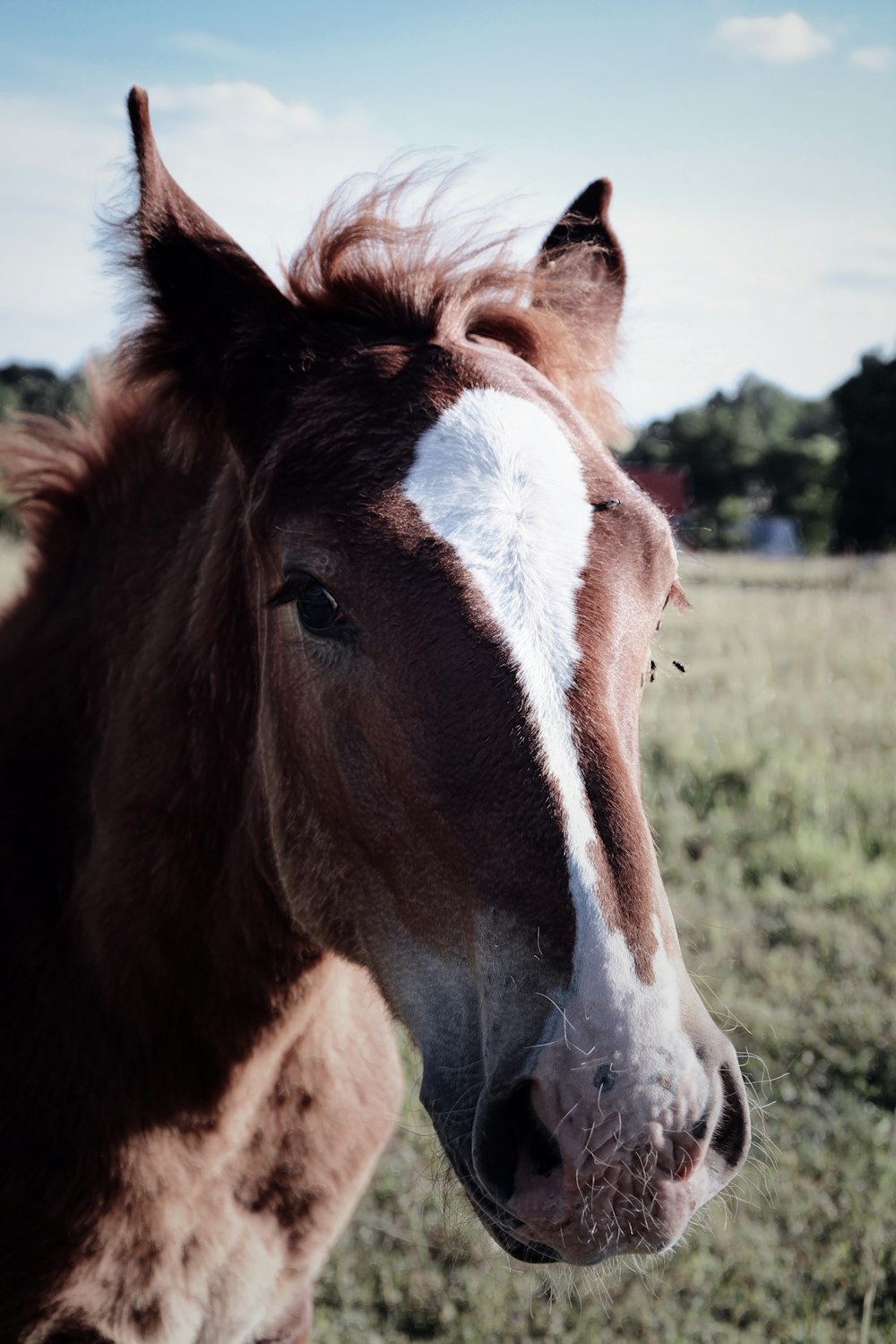 brown and white horse