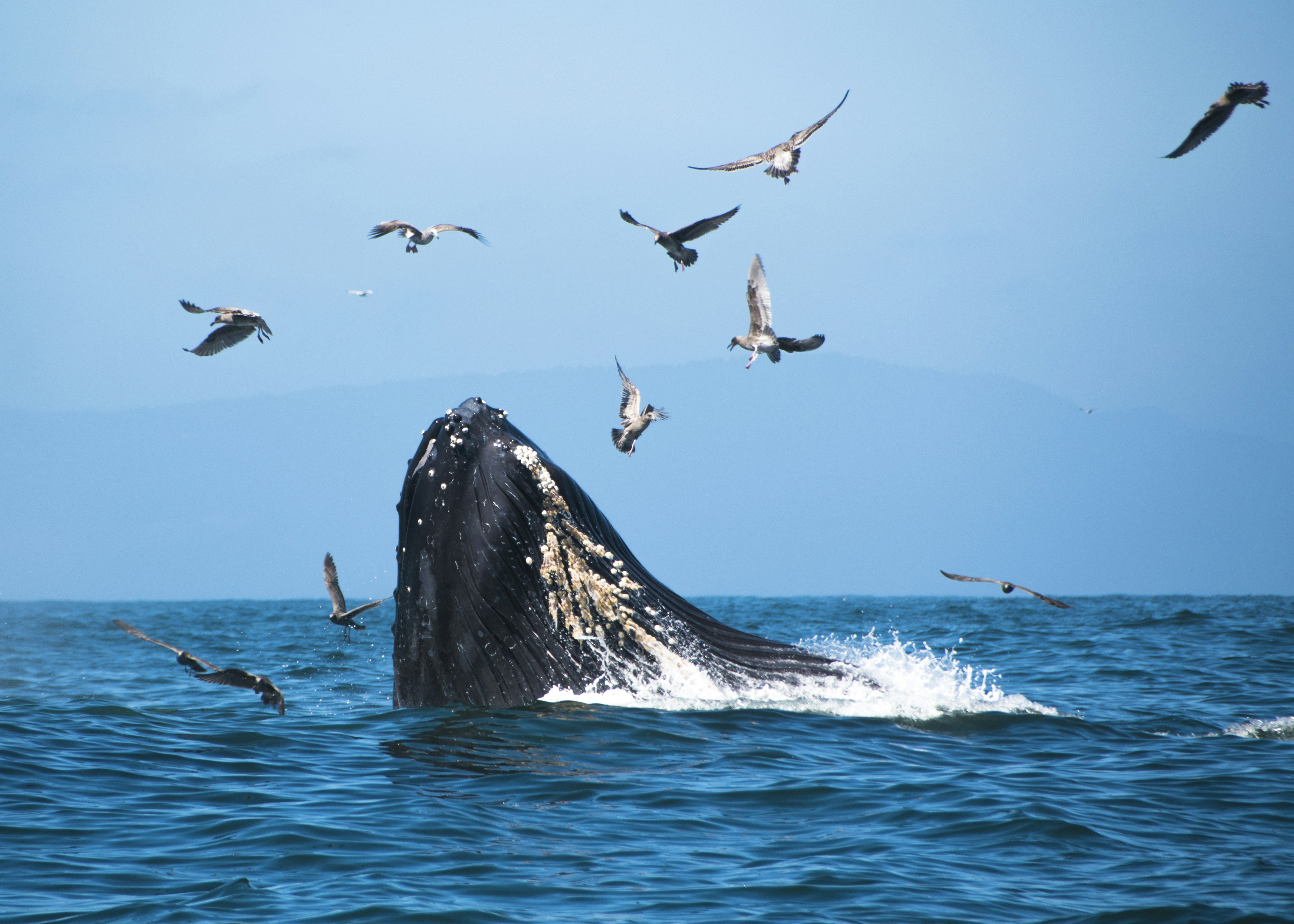 Humpback with gulls