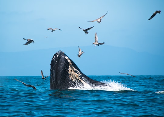 photo of Moss Landing Ocean near Natural Bridges State Beach