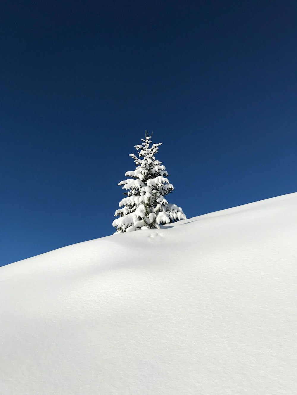 木に覆われた雪