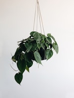 green leaves plant and black hanging pot rack