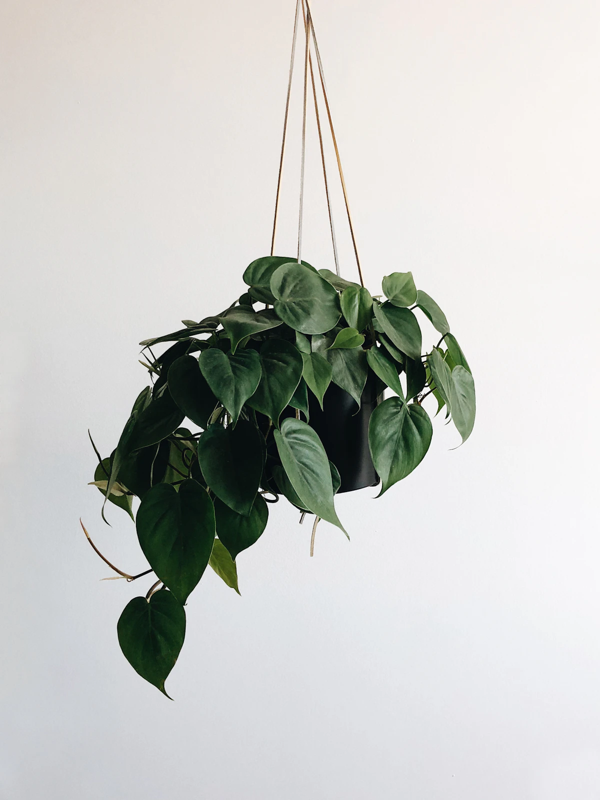 Pothos trailing from a hanging planter — the silhouette the species is most often grown in