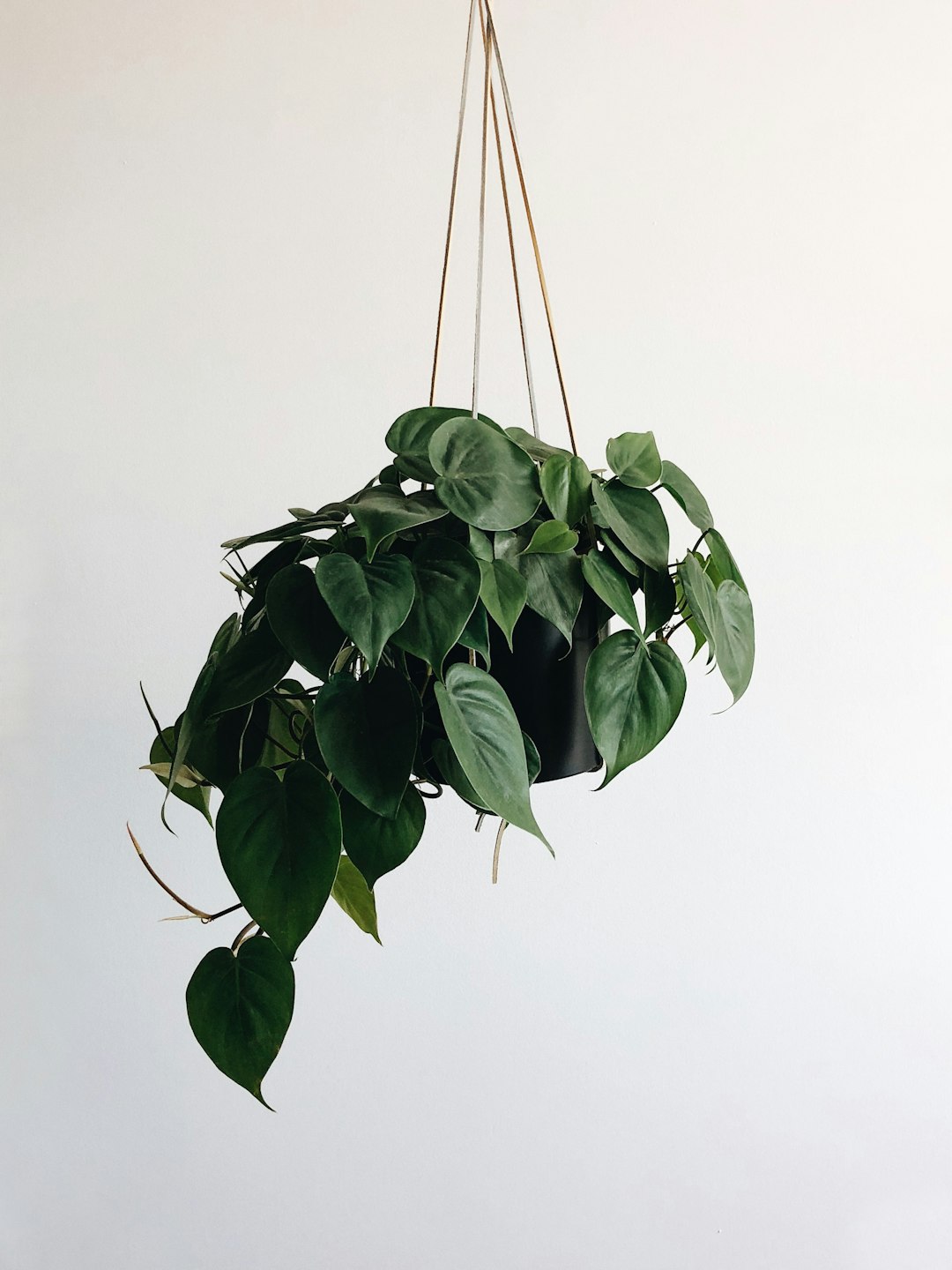 silver queen, plant, green leaves plant and black hanging pot rack