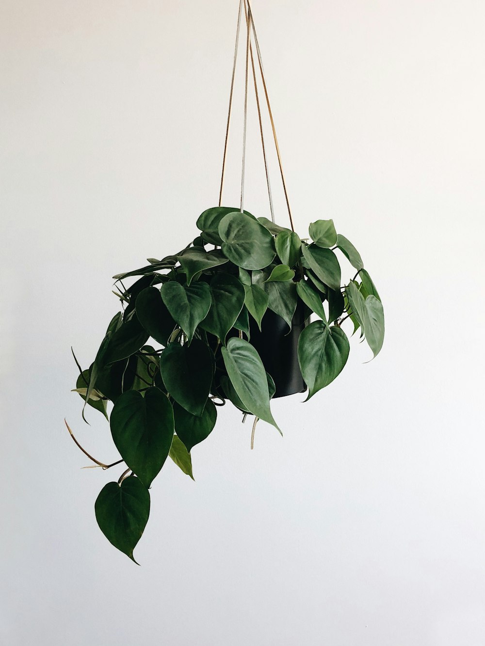 grüne Blätter Pflanze und schwarzes hängendes Topfgestell