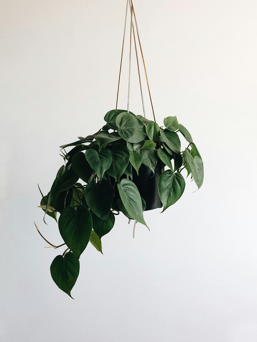 Planta de hojas verdes y estante para macetas colgantes negras