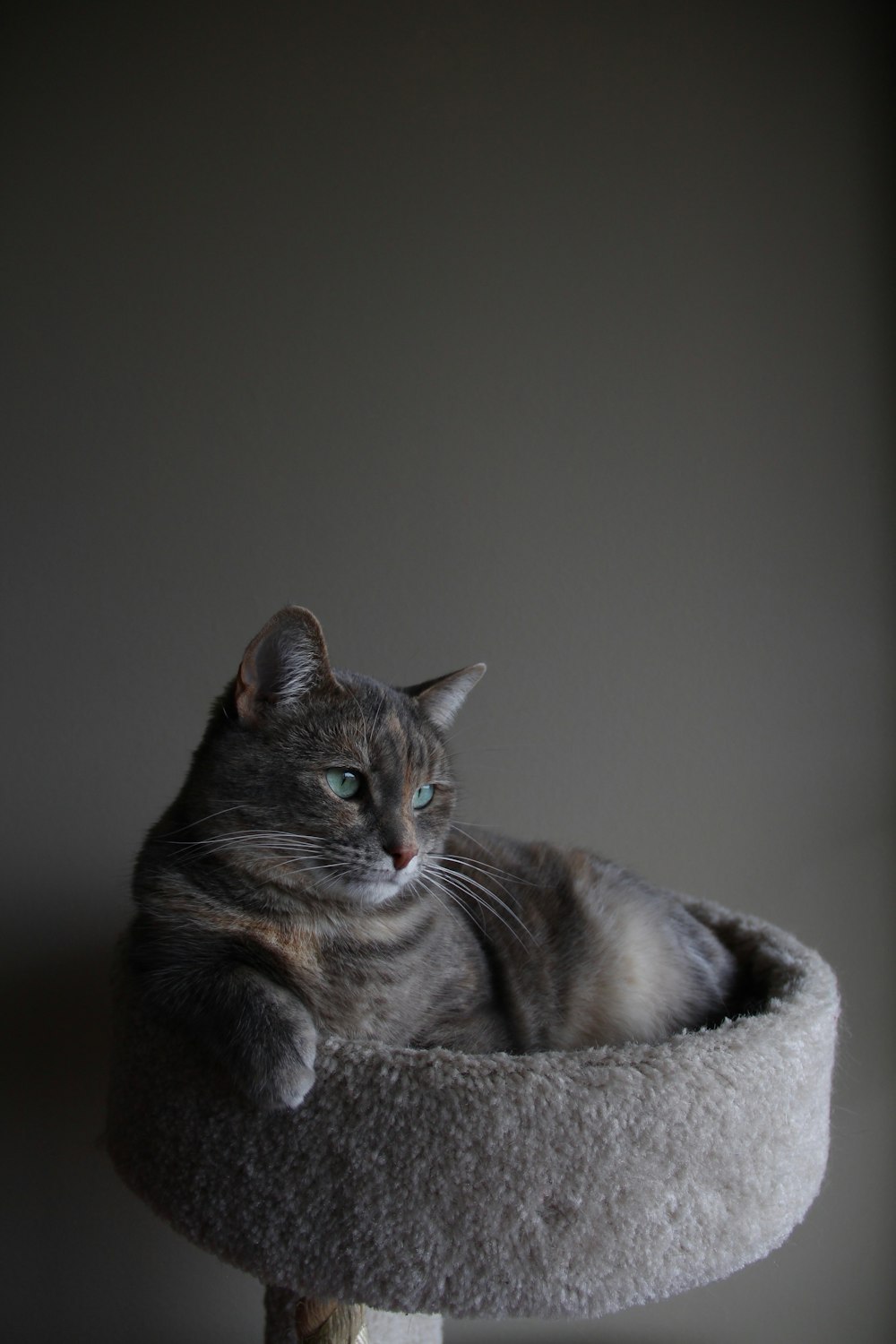 silver tabby cat on gray cat tree inside room