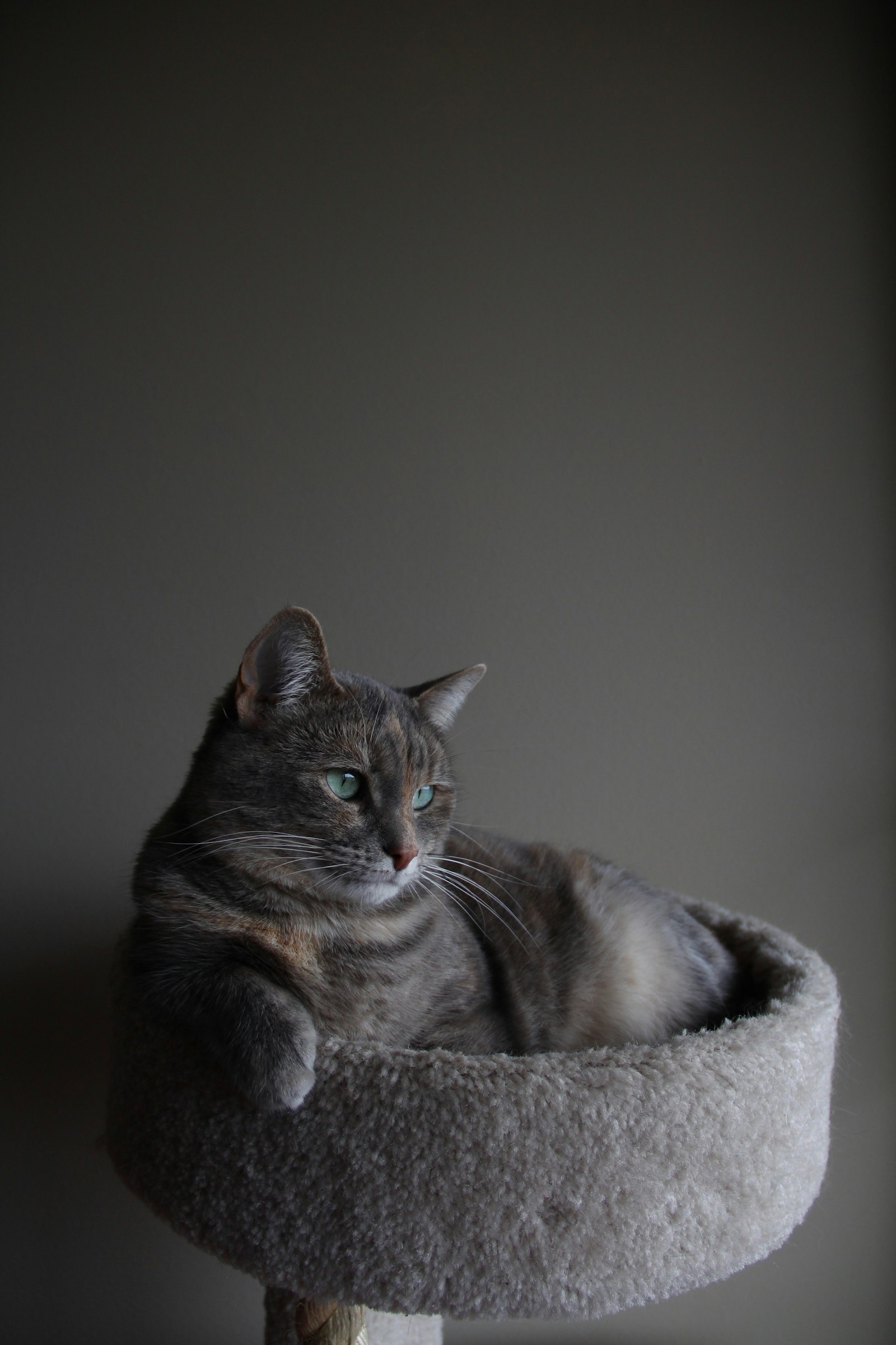 Canon EOS 700D (EOS Rebel T5i / EOS Kiss X7i) + Canon EF-S 18-135mm F3.5-5.6 IS sample photo. Silver tabby cat on photography